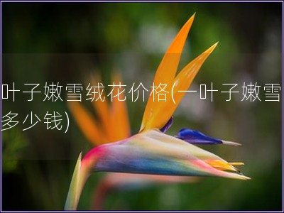 一葉子嫩雪絨花價(jià)格(一葉子嫩雪絨花多少錢(qián))